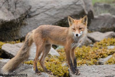 Linda Henry, 2016 Alaska Brown Bear Boat Photography Tour I, photograph 1
