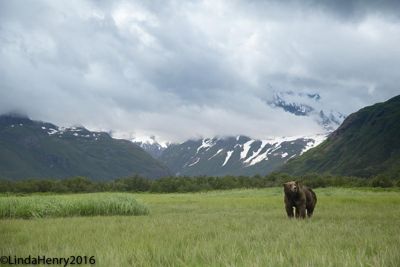 Linda Henry, 2016 Alaska Brown Bear Boat Photography Tour I, photograph 3