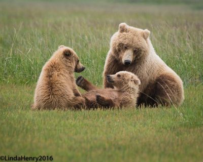 Linda Henry, 2016 Alaska Brown Bear Boat Photography Tour I, photograph 4