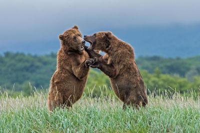 Alaska Peninsula brown bears sparring, Ursus arctos.
