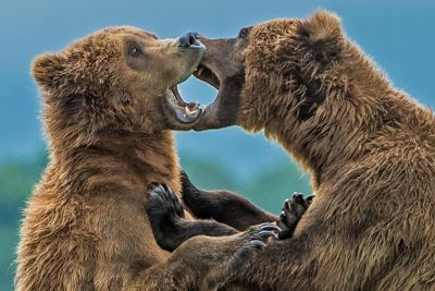 Alaska Peninsula brown bears sparring, Ursus arctos.