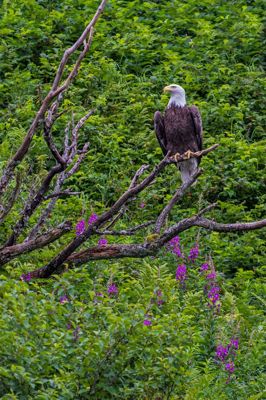Bald Eagle – Haliaeetus leucocephalus at Katmai NP.