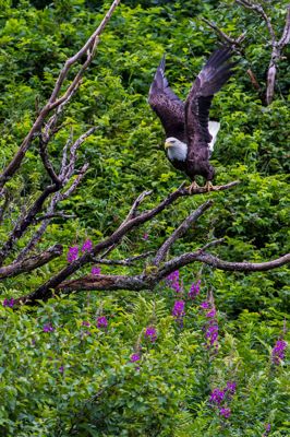 Bald Eagle – Haliaeetus leucocephalus at Katmai NP.