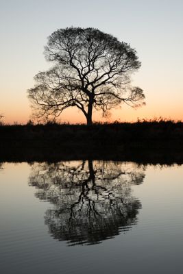 A large tree is beautifully silhouetted against the sky just after sunset. Pantanal, Brazil