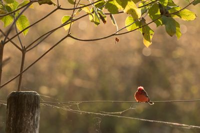 Vermilion Flycatcher, Pantanal, Brazil.