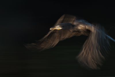 Neotropical Cormorant, Pantanal, Brazil.