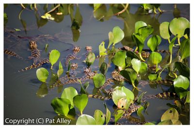 Corbett Alley, 2016 Brazil Pantanal Jaguar Wildlife Photo Expedition II, photograph 2