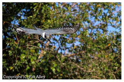 Corbett Alley, 2016 Brazil Pantanal Jaguar Wildlife Photo Expedition II, photograph 4