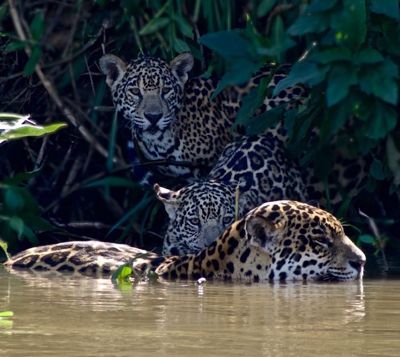 Jaguar Mom Ruth and cubs Nessi and Charlie