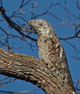 Potoo Bird