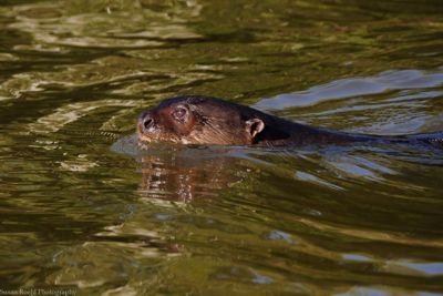 Susan L. Roehl, 2016 Brazil Pantanal Jaguar Wildlife Photo Expedition II, photograph 3