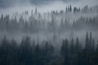 Fog hanging over the Sitka spruce forest after a day of heavy rain. Lake Clark National park, Alaska