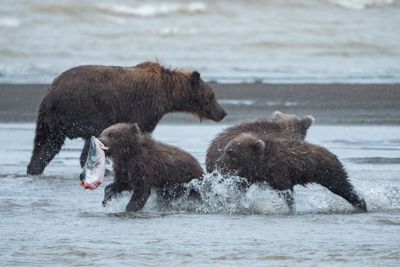 Brown Bear,, mother with cubs, fishing on Silver Salmon Creek, Lake Clark National Park, Alaska.