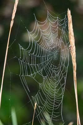 Drops of moisture cling to a spider web. Lade Clark National park, Alaska.