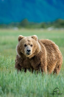 David and Shiela Glatz, 2016 Alaska Brown Bear Boat Photography Tour II, photograph 1