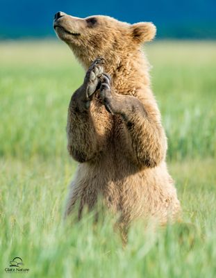David and Shiela Glatz, 2016 Alaska Brown Bear Boat Photography Tour II, photograph 2