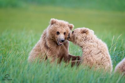 David and Shiela Glatz, 2016 Alaska Brown Bear Boat Photography Tour II, photograph 4