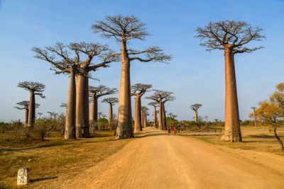 Nick Fotheringham, 2016 Ultimate Madagascar Photography Tour I, photograph 2