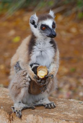 sally radke, 2016 Ultimate Madagascar Photography Tour I, photograph 3