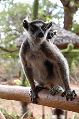sally radke, 2016 Ultimate Madagascar Photography Tour I, photograph 4