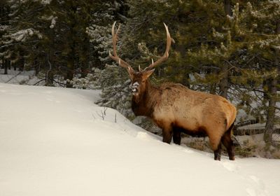 sally radke, 2016 Winter in Yellowstone Photography Tour I, photograph 1