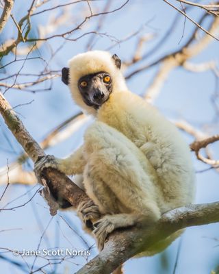 Decken’s Sifaka