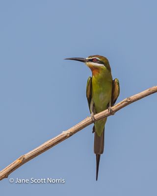 Madagascar Bee-eater