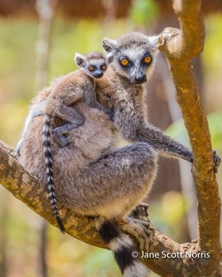 Ring-tailed Lemur and baby