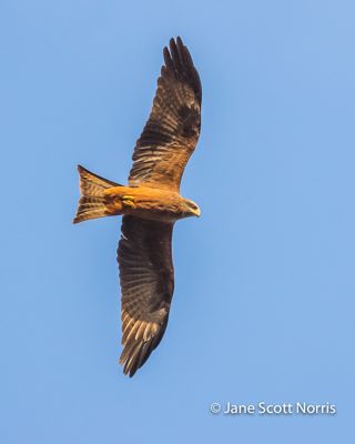 Yellow-billed Kite