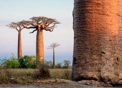 Baobab Trees