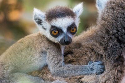 Baby Ring-tailed Lemur