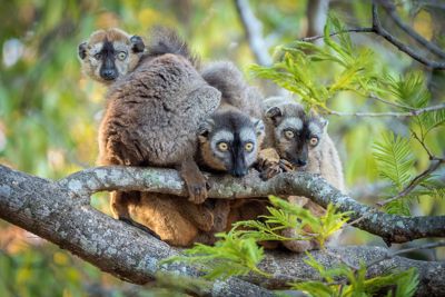 Red-fronted Brown Lemur
