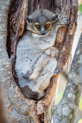 White-footed Sportive Lemur