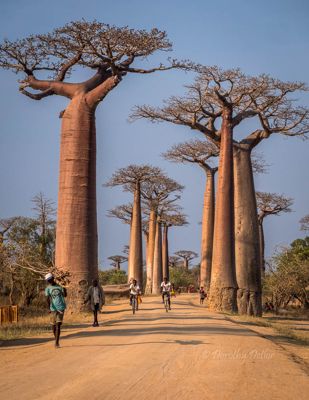 Baobab Avenue with its continual stream of traffic.
