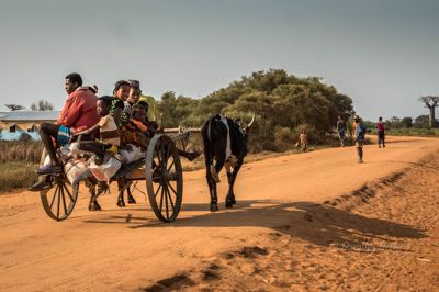 Cart with a heavy load of supplies and people on Baobab Avenue pulled by two zebus.