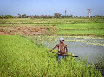Working in the rice paddies in the area of the baobab trees.