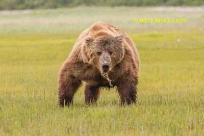 Misty Nichols, 2016 Alaska Brown Bear Boat Photography Tour I, photograph 1