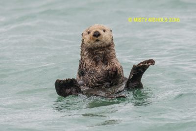 Misty Nichols, 2016 Alaska Brown Bear Boat Photography Tour I, photograph 2