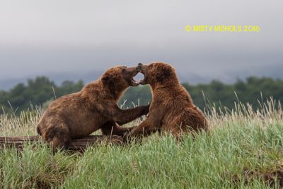 Misty Nichols, 2016 Alaska Brown Bear Boat Photography Tour I, photograph 3