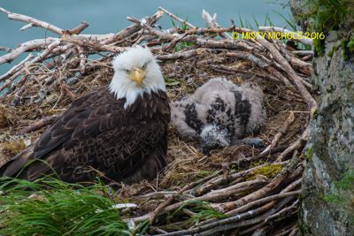 Misty Nichols, 2016 Alaska Brown Bear Boat Photography Tour I, photograph 4