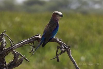 Lauren Lotter, 2017 Kenya Photography Tour, photograph 2