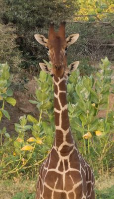 Seeing double! Reticulated Giraffe