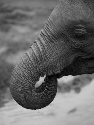 African Elephant