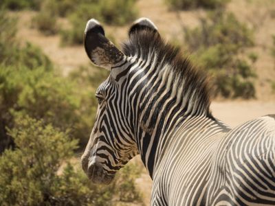 Grevy’s Zebra