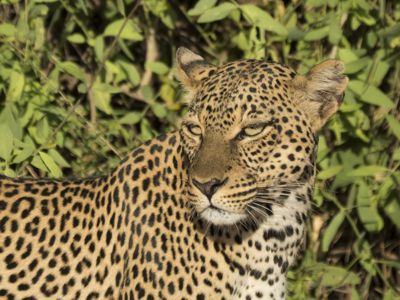 Leopard