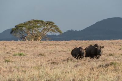 Laura Hartwell, 2017 Kenya Photography Tour, photograph 1