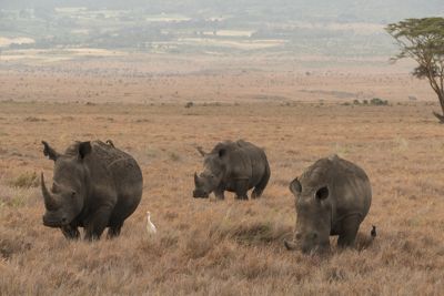 Laura Hartwell, 2017 Kenya Photography Tour, photograph 4
