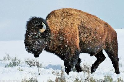 Susan L. Roehl, 2017 Winter in Yellowstone Photography Tour, photograph 1