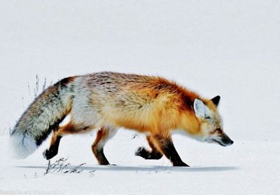Susan L. Roehl, 2017 Winter in Yellowstone Photography Tour, photograph 3
