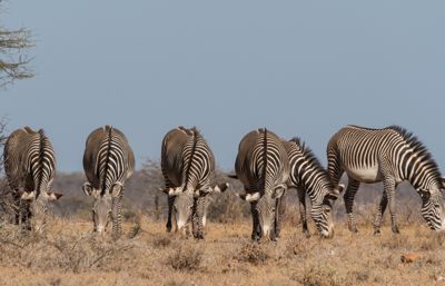 Samburu, Kenya